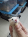 Syrian cream and white banded Hamster